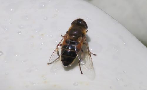 Réf. 324 278 : Eristalis similis